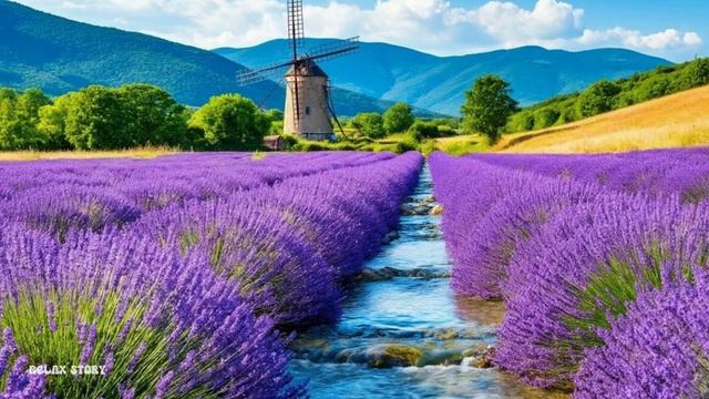 🤗ЛАВАНДОВОЕ ПОЛЕ. ЗВУКИ ПРИРОДЫ | РУЧЕЙ, ПЕНИЕ ПТИЦ, ПРИЯТНАЯ МУЗЫКА 🌿 РЕЛАКС