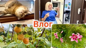Влог/ Чья Алиса? Собираю урожай