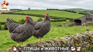 Сельские мотивы 🐏🐓🐇 Видео для души и радости 🌞 (51)