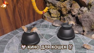 Видео для кошек про крысок развлекать питомцев 🐭🐀😂 591