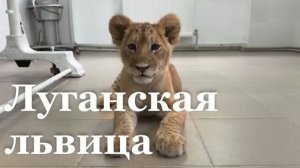 Откуда в Луганске появилась маленькая львица? / События недели