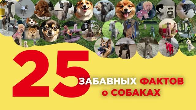 СОБАЧИЙ ПОНЕДЕЛЬНИК (25 выпуск)