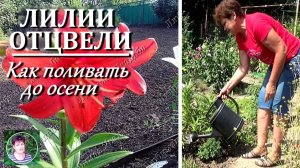 Как поливать лилии после цветения и подкармливать их : важный уход для сохранения луковиц