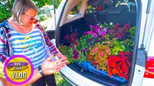 Побывали в питомнике  Зеленое Хобби! Уехали с 4 ящиками подарков! Экзотические растения и цветы.