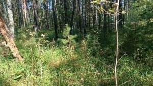 Неудачная поездка.