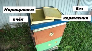 Наращивание пчёл в зиму при отсутствии медосбора