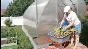 Решили выкопать с Валерой чеснок! Урожаем не очень довольна.