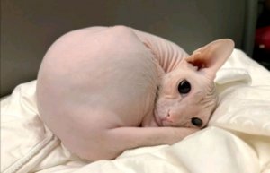 кот