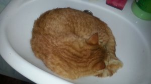 Кот и жажда