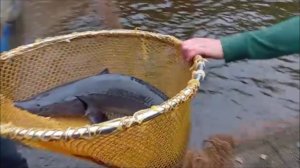 Зарыбление осетром нижнего водоёма 100 кг. Клёвое место, Лосиный остров.