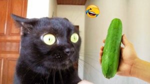 New Funny Animals 2023  Funniest Cats and Dogs