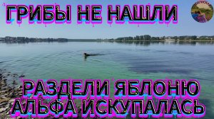 Без грибов,зато с яблоками.Альфа искупалась в пруду