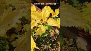 Видеокаталог 2026 с названием сортов часть 1 из 5