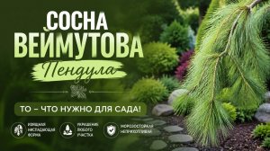 Сосна Веймутова Пендула - то-что  нужно для сада