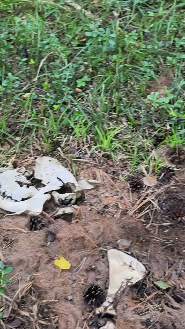Что ЭТО делает в лесу? Останки лося. Неожиданная находка  #nature #animals