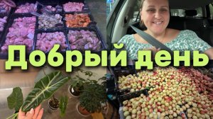 Отчет по комнатным растениям. Сходили в магазин. Позавтракали и в путь дорогу