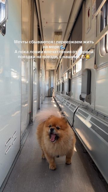 🚂💨  #переезднаморе #переездванапу #анапа #море #житьуморя