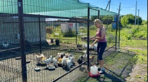 ПОТОП В ПТИЧНИКЕ,ПРОРВАЛО ПОИЛКИ,СПАСАЕМ ПТИЦУ-УСТРАНЯЕМ ПОСЛЕДСТВИЯ/ДЕЛА ХОЗЯЙСКИЕ