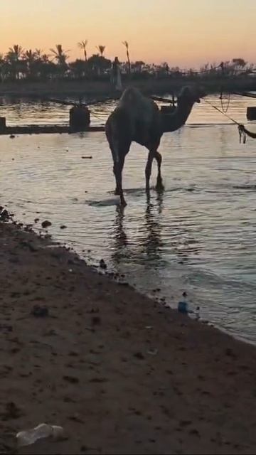 Купание верблюда