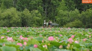Первый фестиваль лотосов прошел в Галкино