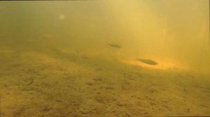 Под водой. Река Шуя.