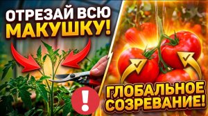 Обрежьте ВСЕ верхушки у ТОМАТОВ 25 июля! Плоды нальются и покраснеют за 7 дней