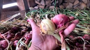 Секреты УБОРКИ И СУШКИ ЛУКА ШАЛОТ!! Так ЛУК БУДЕТ ХРАНИТСЯ БЕЗ ПРОБЛЕМ!!