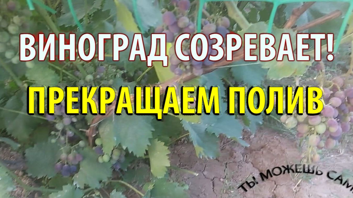Прекращаем полив Винограда когда он Созревает смотреть онлайн