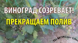 Прекращаем полив Винограда когда он Созревает
