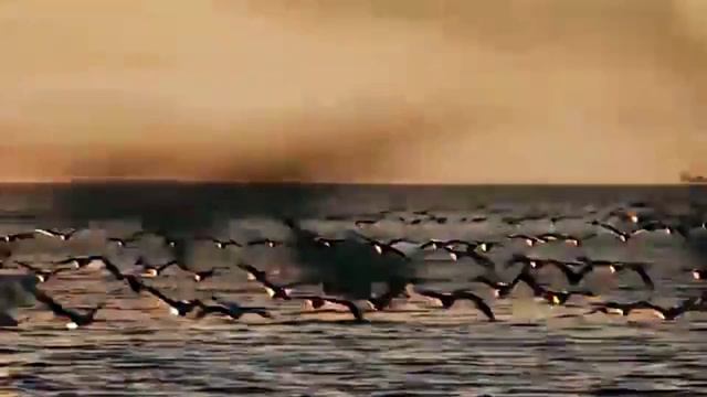 PAUL McCARTNEY & Wings - San Ferry Anne_(Album Wings At The Speed Of Sound_1976) смотреть онлайн