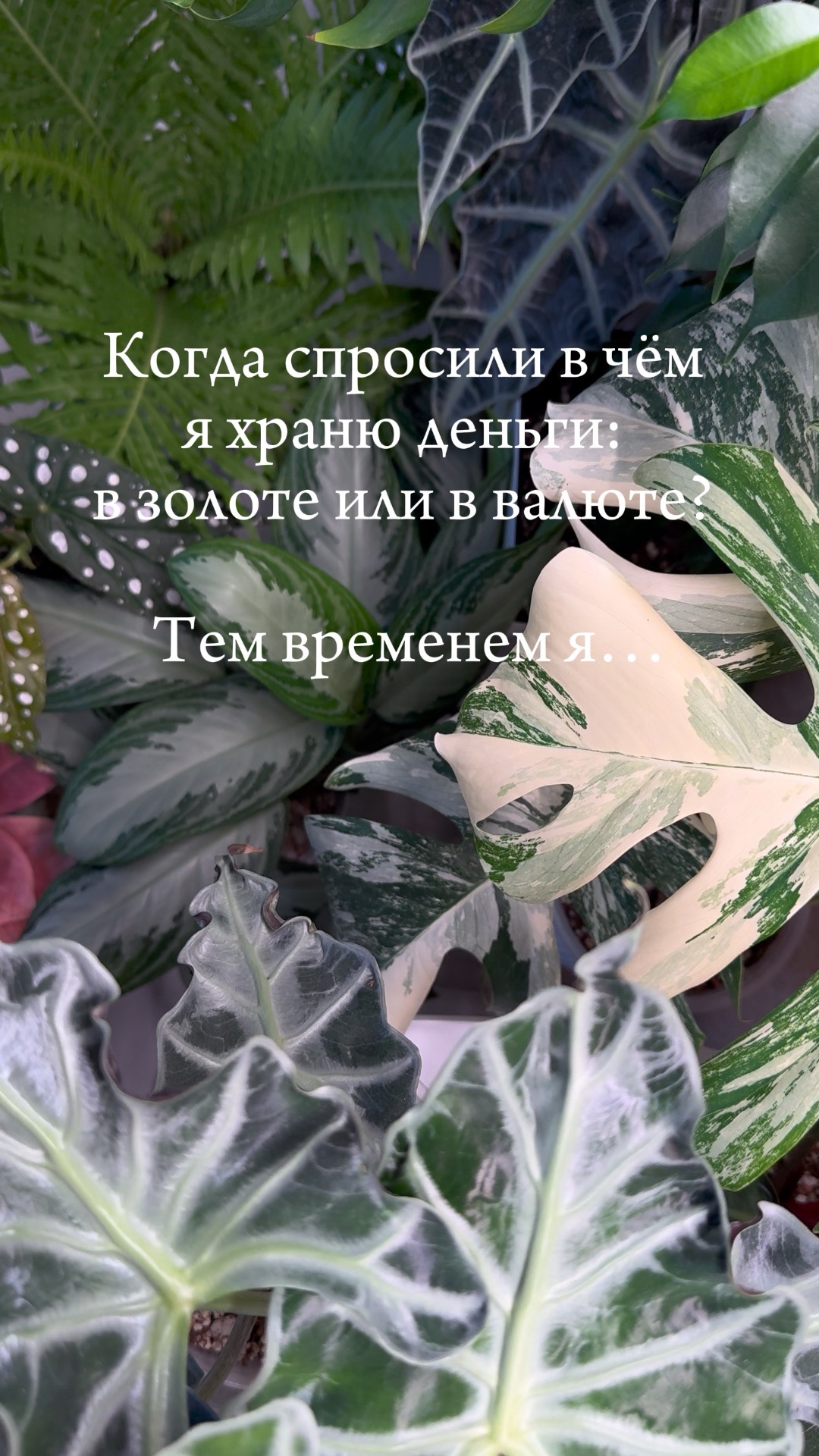 #plants #комнатныерастения #цветы