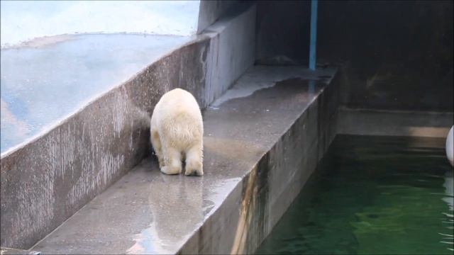 Пока бассейн наполняется водой Умка не желает плавать 24.07.2026 смотреть онлайн