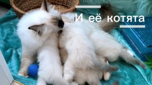 Питомник Манэки-нэко - Иветти Диамант Блю и помёт А