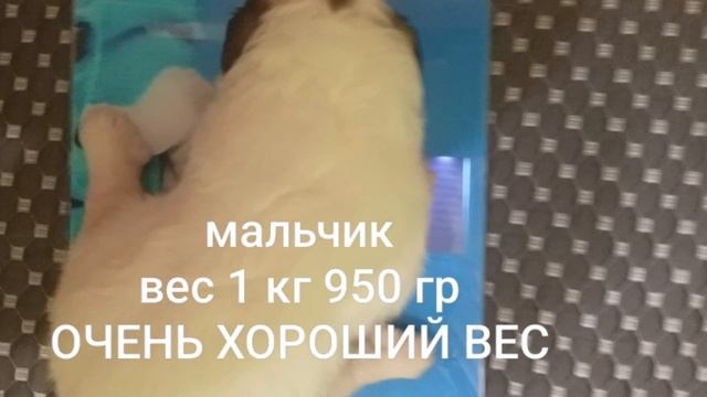 пиренейская горная собака