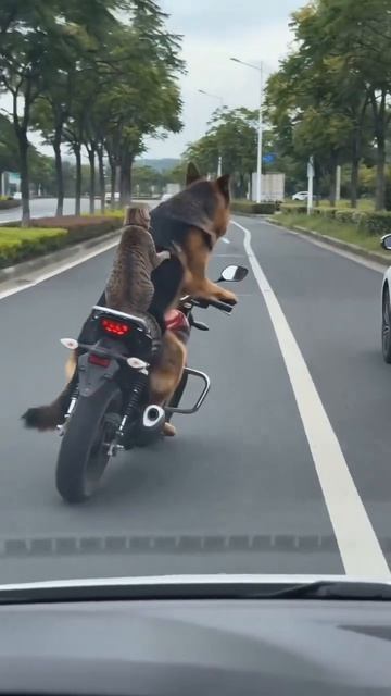 «Полиция в шоке! Самые пушистые байкеры на дорогах 🐶🐱»А вы такие же вежливые на дорогах? 🤣 смотреть онлайн