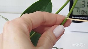 Пробуждаю почки на адениуме,🌿 а на орхидее - цветоносы.🌷 И мой метод удобрения растений.💦