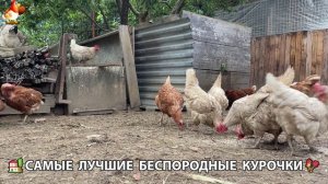 Цыплята и Курочки селяночки лучшие беспородные несушки 🥚 (501)
