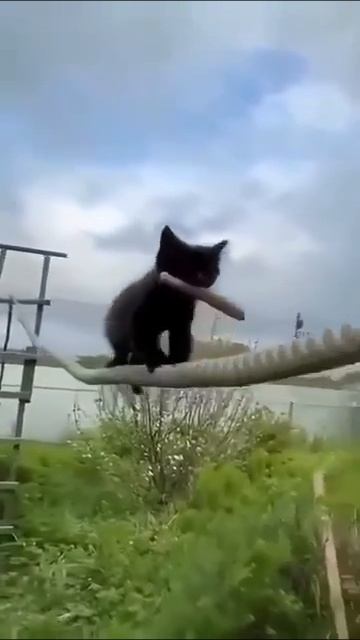 Мяу котятки мяу мяу мяу мяу смотреть онлайн