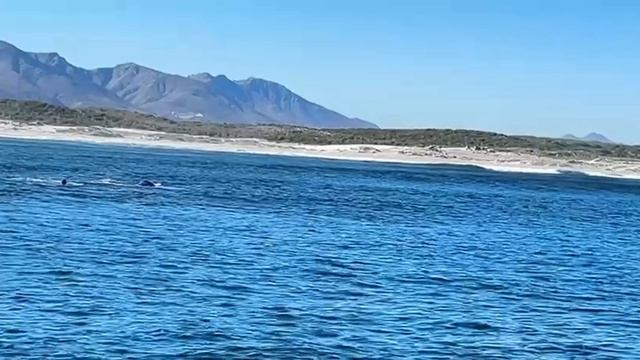 Hermanus, Whale watching смотреть онлайн