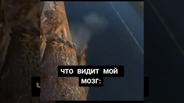 жиза