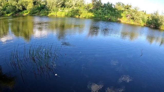 Рыбалка на поплавок на карася в конце июля!