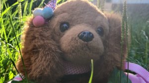 кормёжка Молли🎀!!!стрим в 13:00!!!