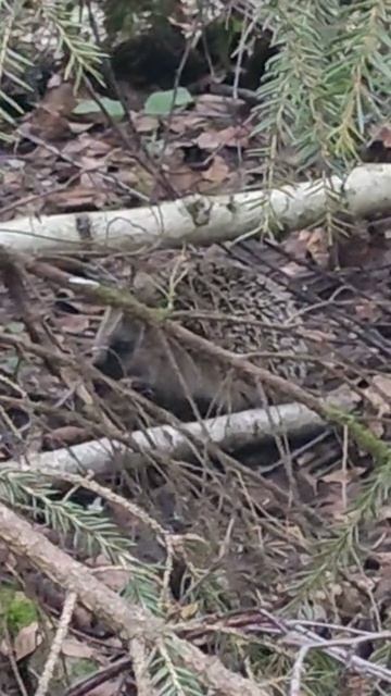 Встретили ёжика 🦔 в лесу 🏕️