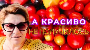 ПОМИДОРЫЫЫ🍅😳Первый большой сбор!👆🤗
