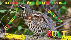 Лучшие моменты стрельбы по рябчику осенью в игре BULT...