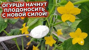 Огурцы плодоносят без остановки, даже старые огурцы плодоносят с удвоенной силой, ПОЛЕЙТЕ ТАК!