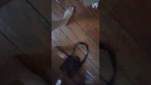 влог с Лили