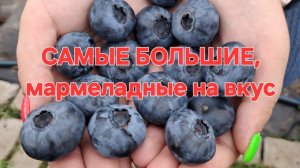 Голубика Чандлер. ГИГАНТСКИЕ ягоды 🫐