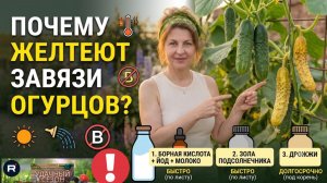Огурцы оживают на глазах! Мало кто знает этот старинный рецепт!
