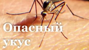 В ЛНР зафиксировали случай заражения лихорадкой Западного Нила / События недели